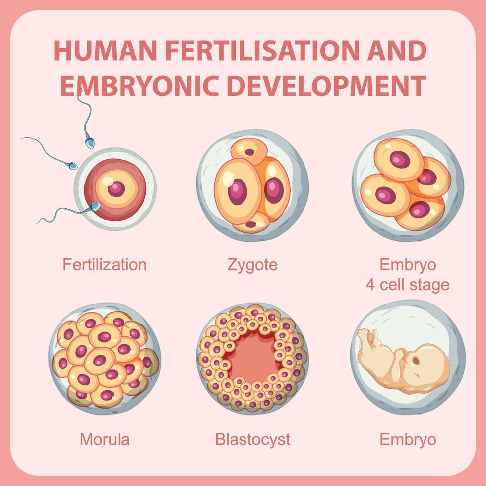 desarrollo embrionario de fertilización humana en infografía humana vector