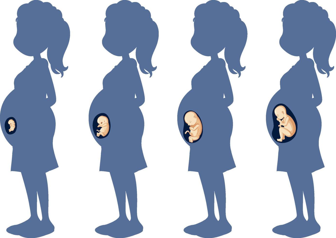 diagrama que muestra el desarrollo embrionario humano vector