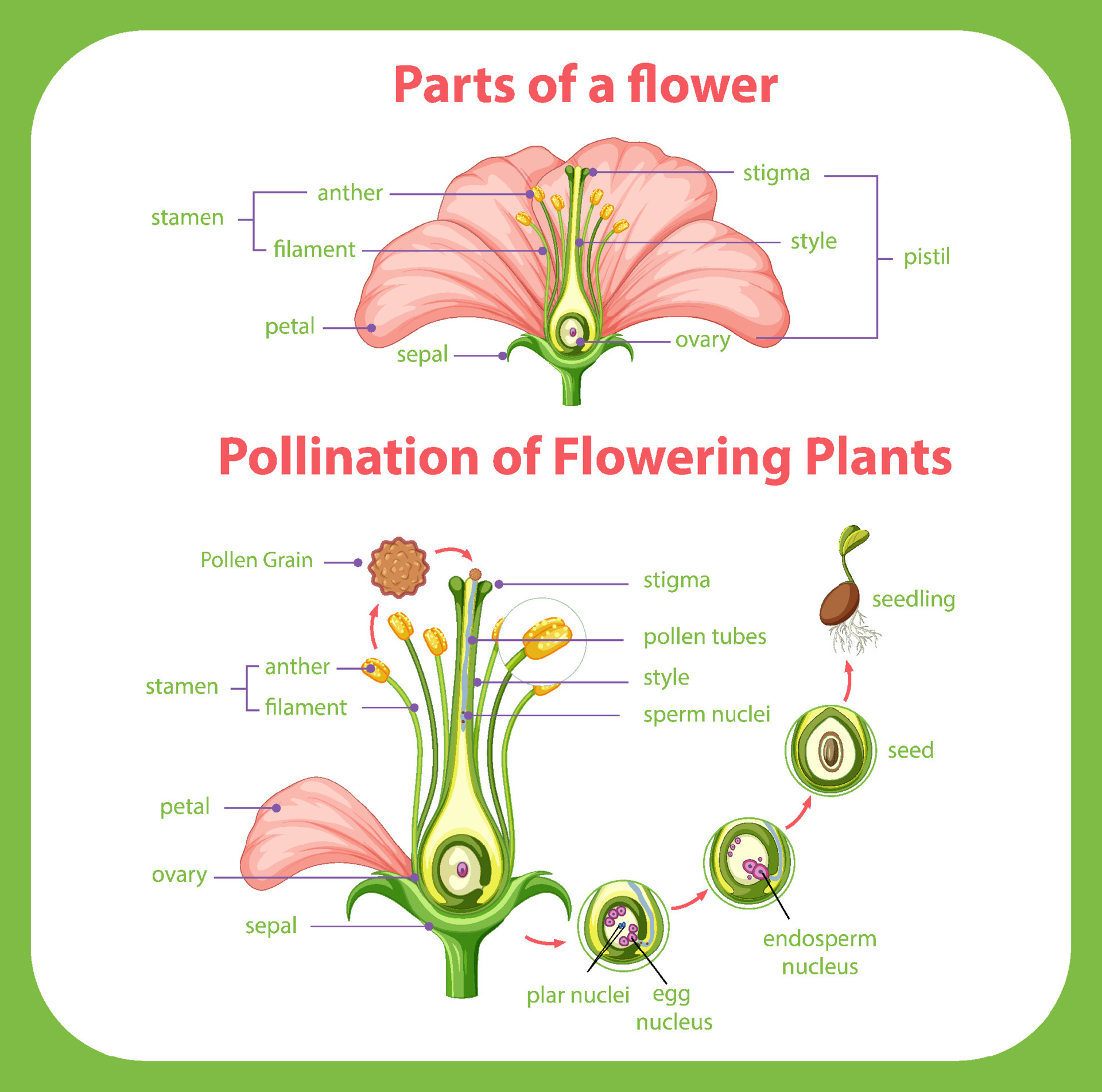 Diagram of pollination of flowering plants 6154179 Vector Art ...
