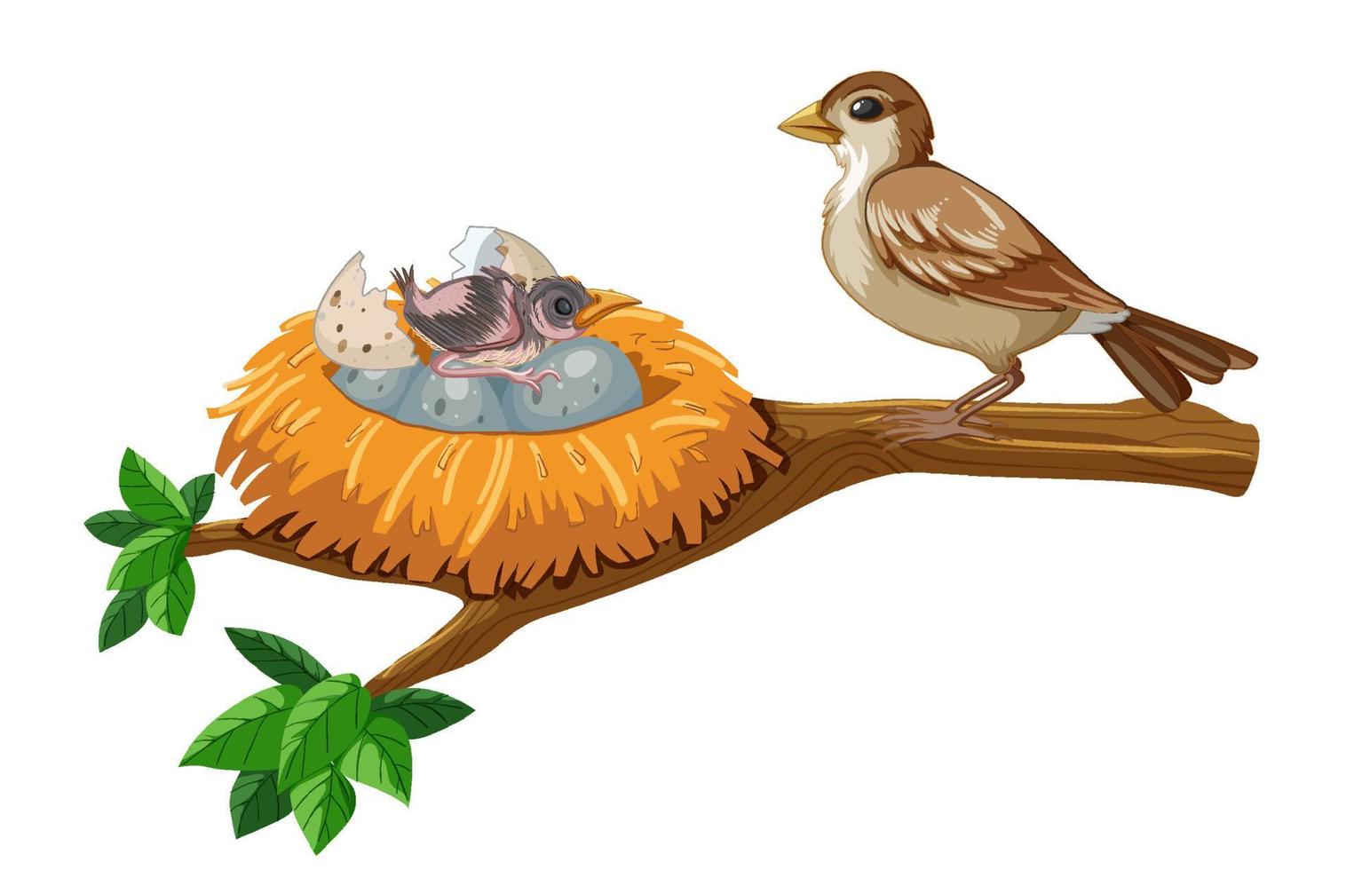 Sparrow and eggs on the branch vector