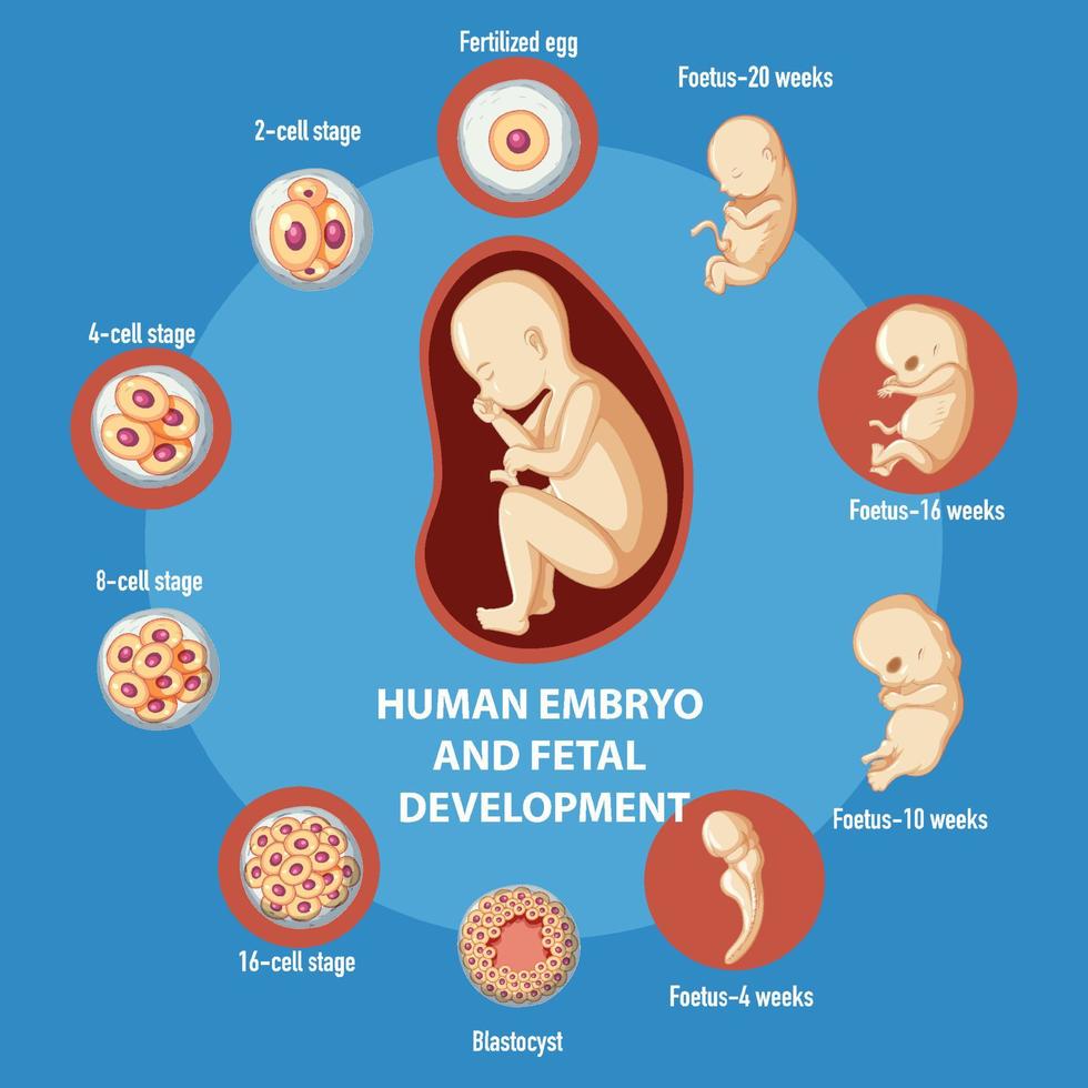 infografía desarrollo embrionario humano vector