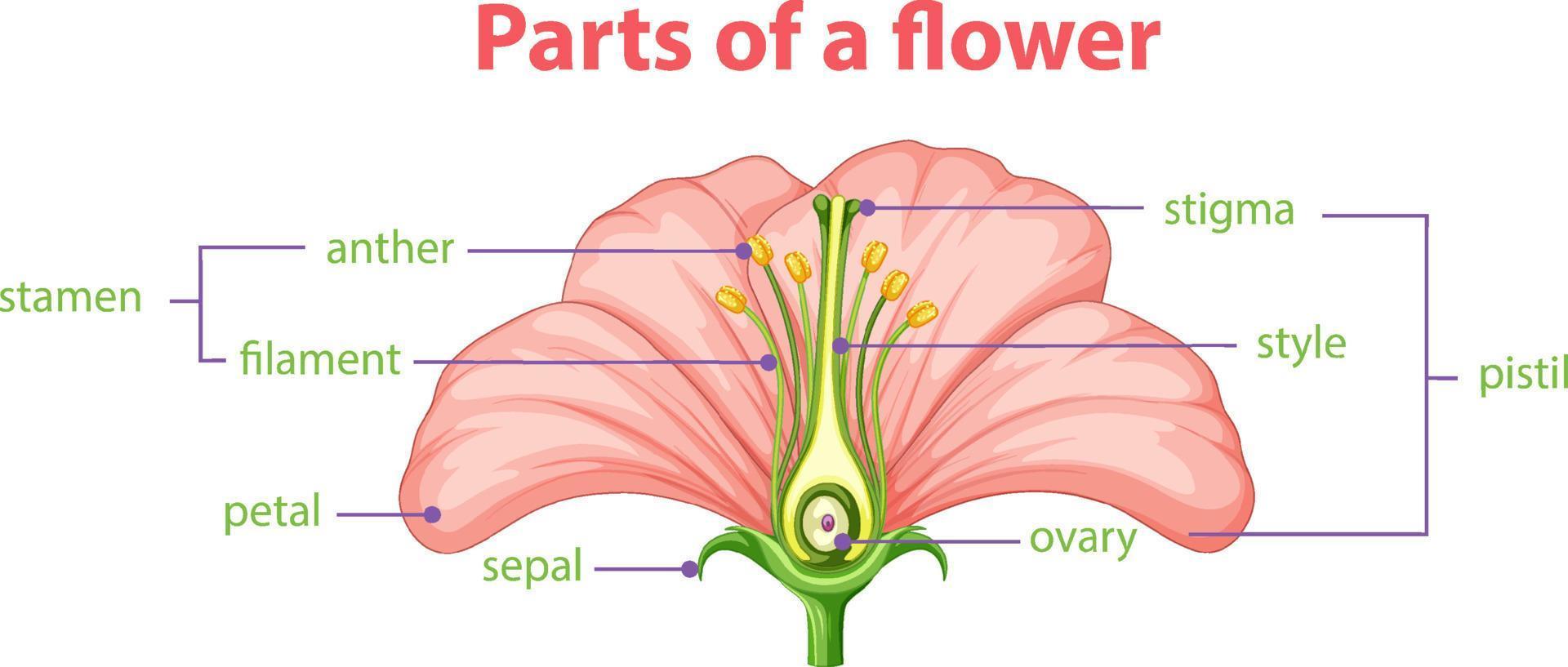 diagrama de diferentes partes de la flor vector