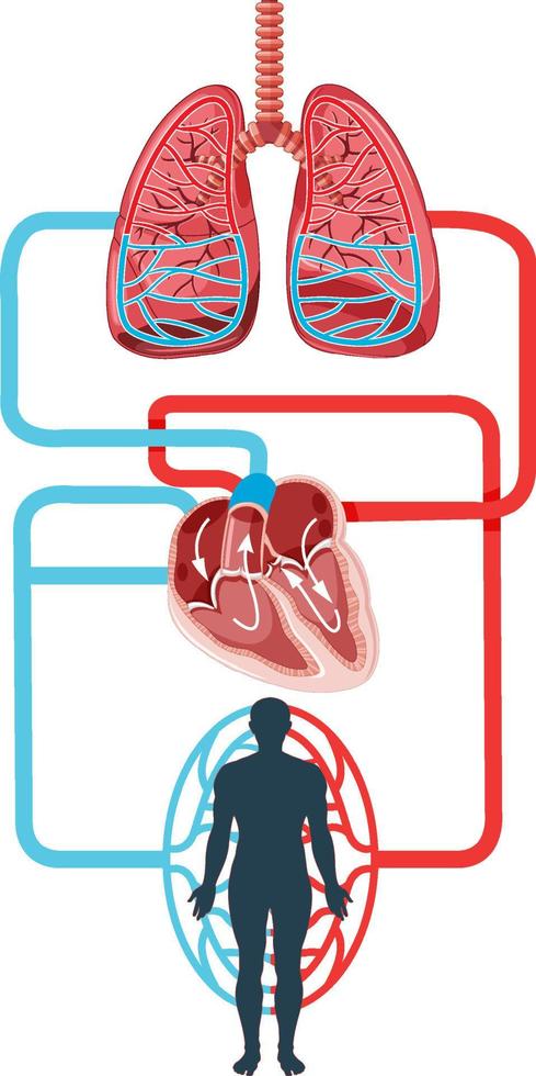 Diagram showing blood flow of the human heart vector