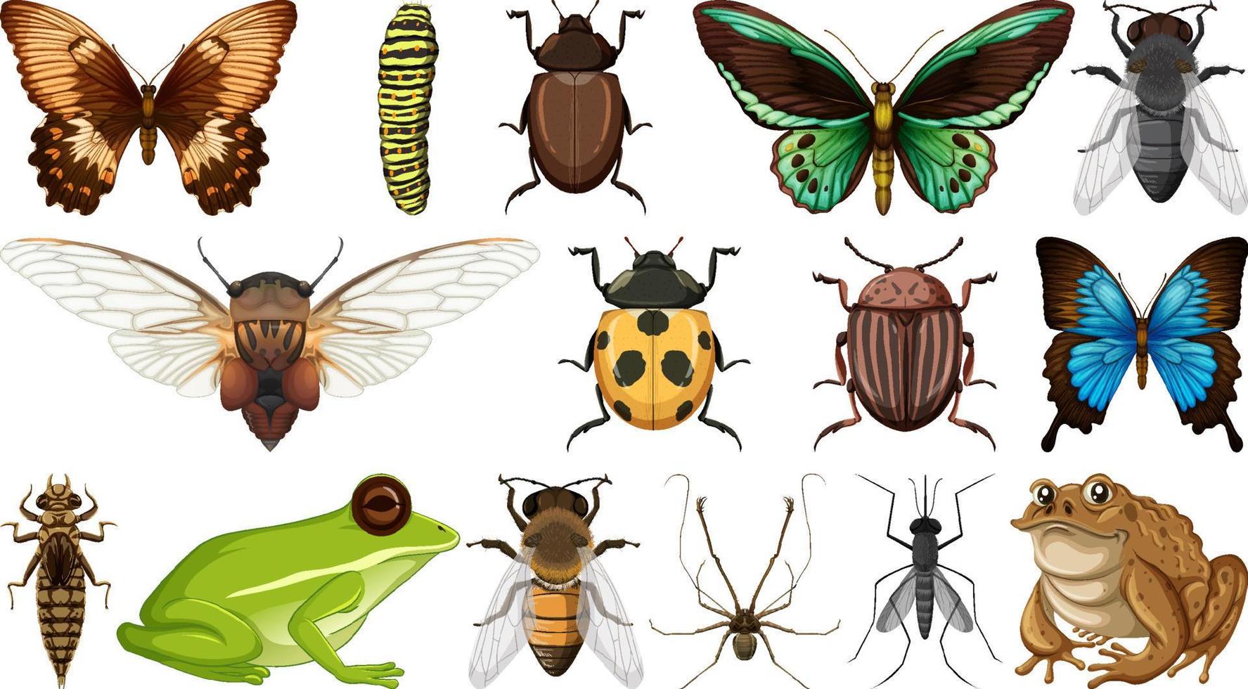 Colección de diferentes insectos aislado sobre fondo blanco. vector