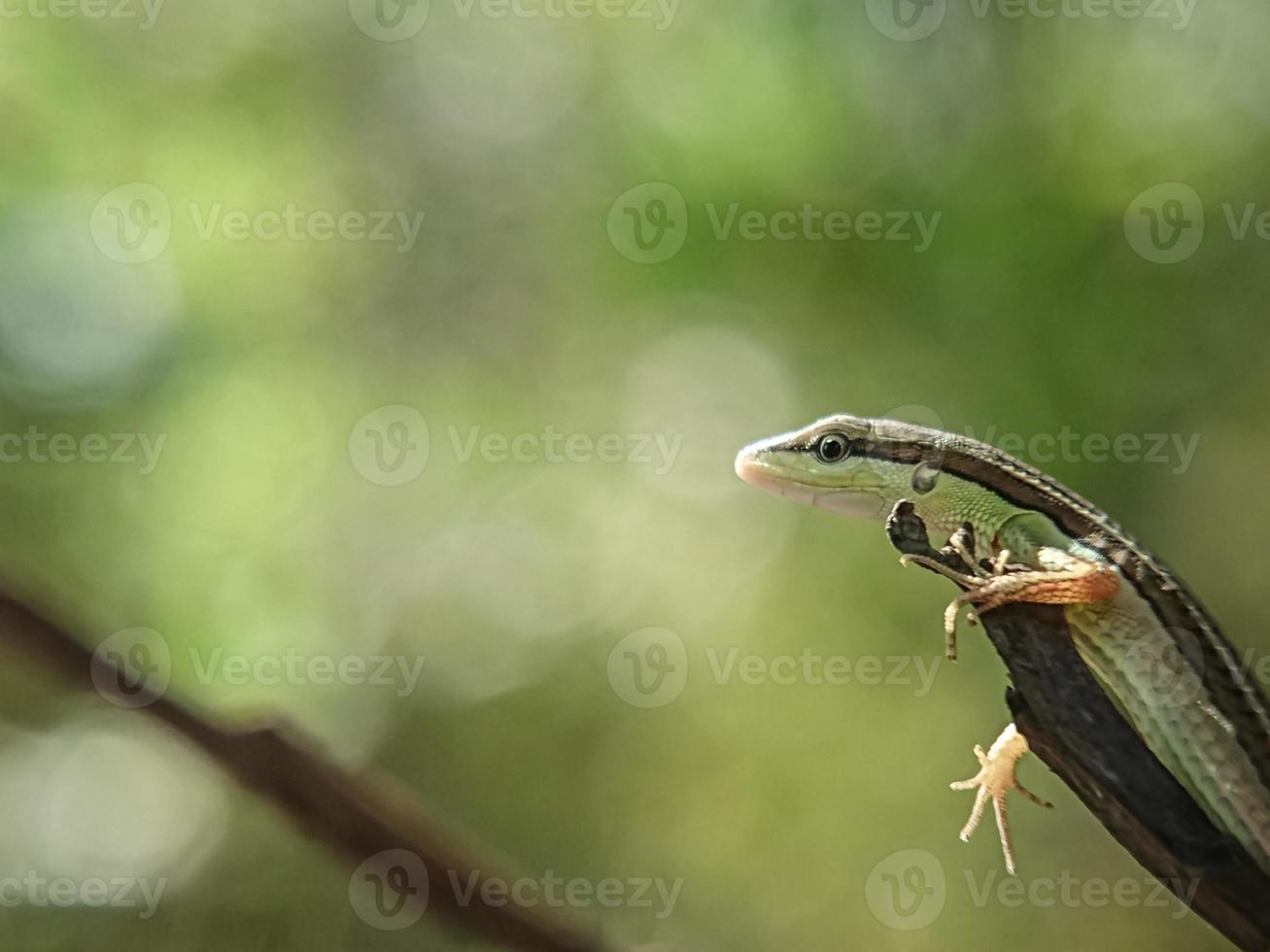 Takydromus sexlineatus, the Asian grass lizard, six-striped long-tailed grass lizard, or long-tailed grass lizard, is an arboreal, diurnal species of lizard photo