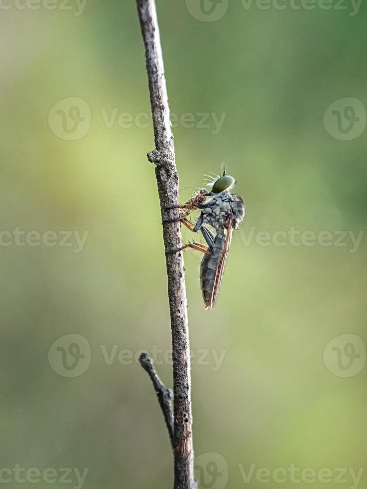 The Asilidae are the robber fly family, also called assassin flies photo