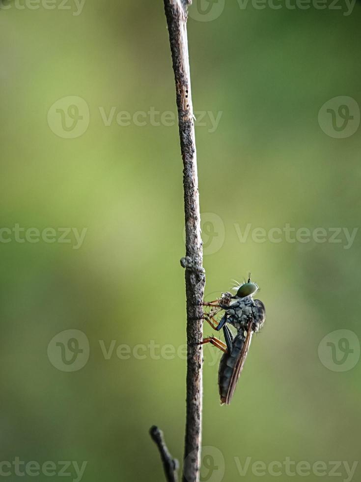 los asilidae son la familia de las moscas ladronas, también llamadas moscas asesinas foto