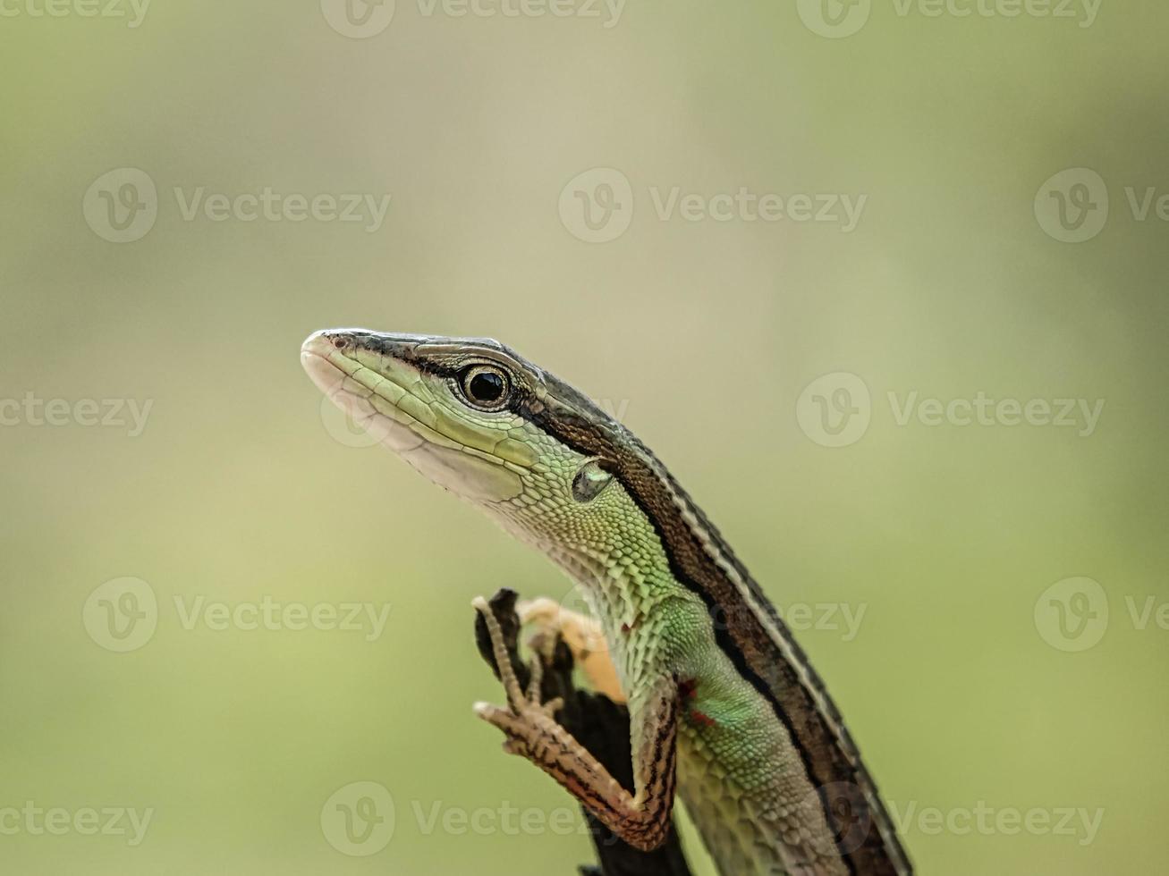 macro insectos y otros animales pequeños en la naturaleza foto