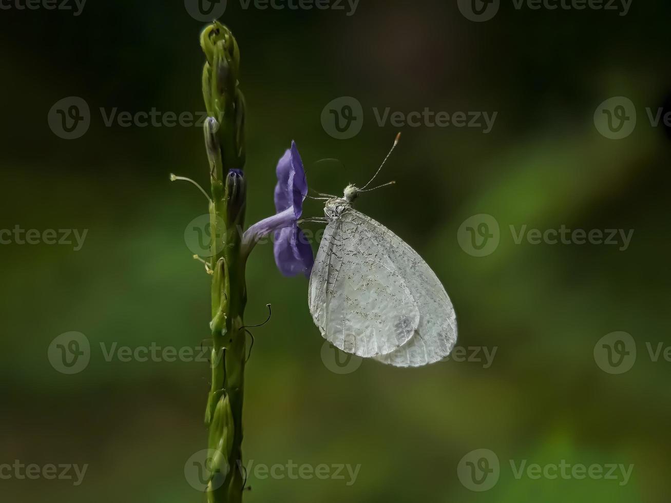 hermoso momento mariposa foto