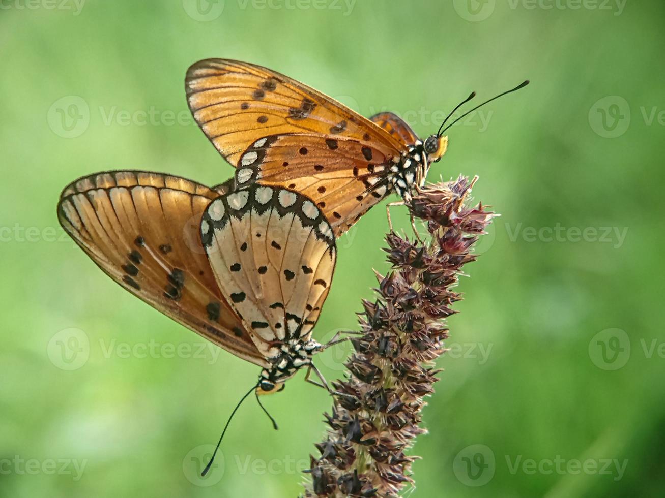 Moment a butterfly mats photo