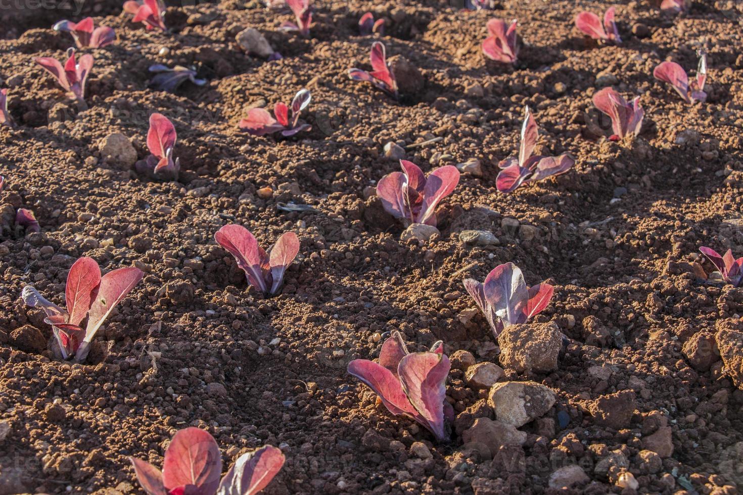 red baby lettuce cultivation photo