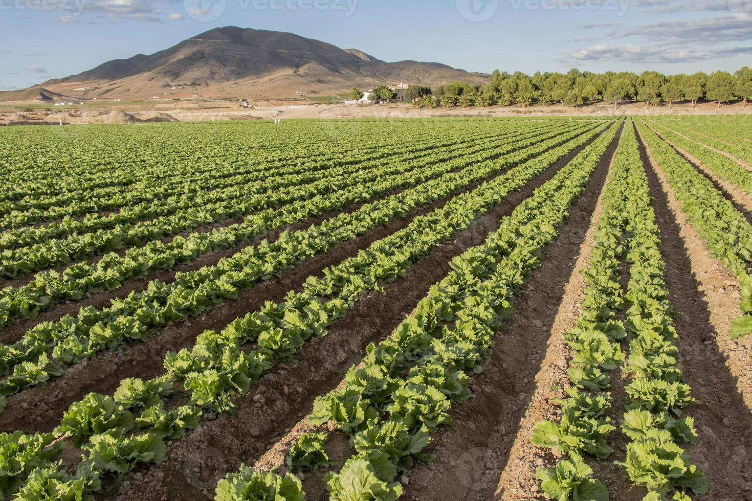 lettuce cultivation with mountain in the background photo