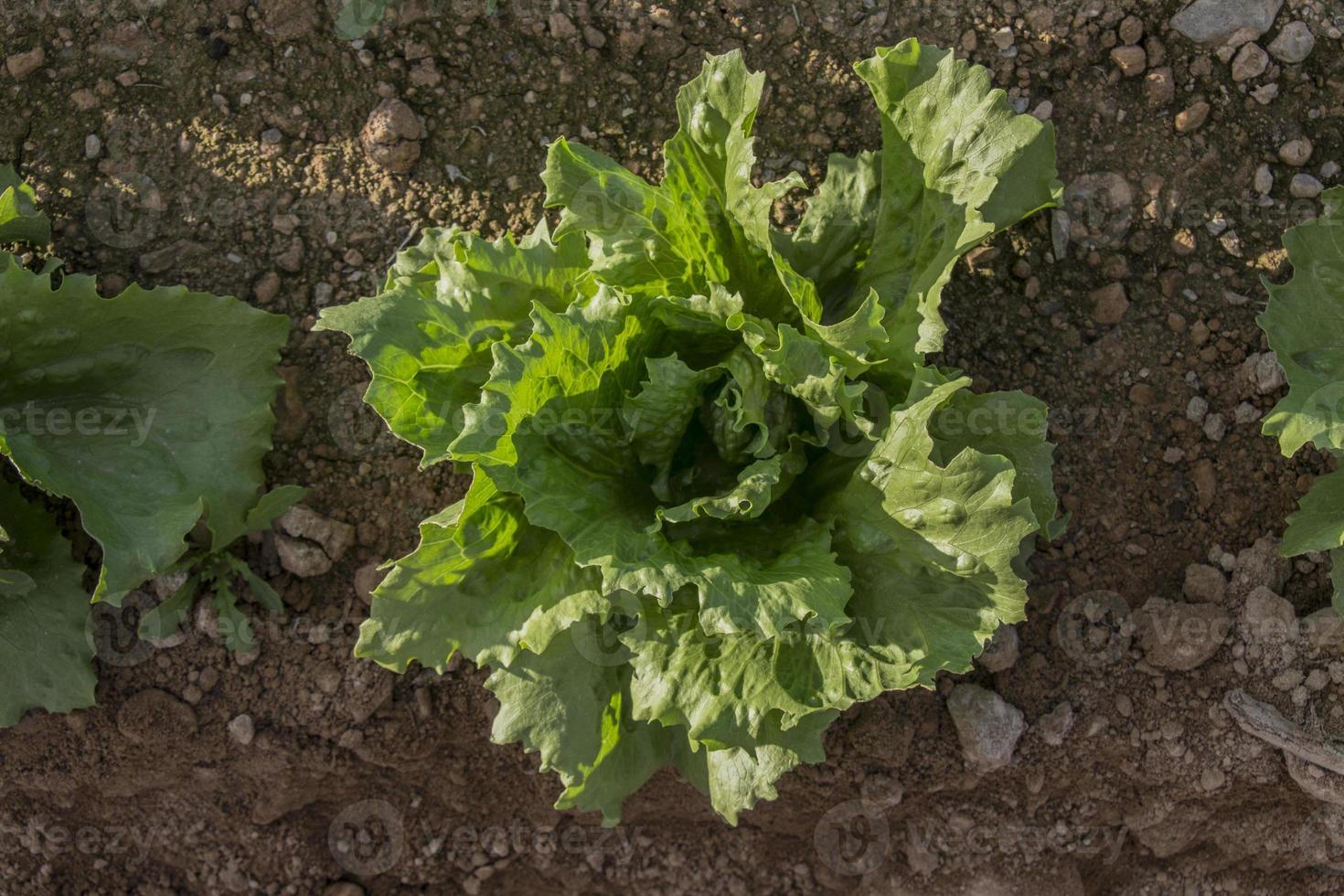 lettuce in the field photo
