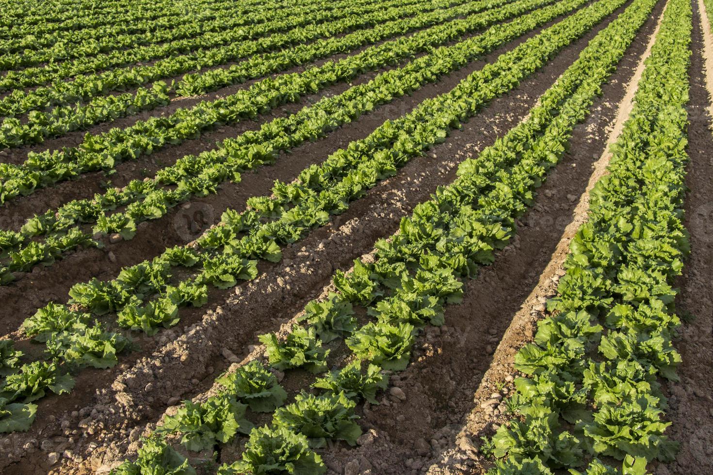 field of lettuce photo