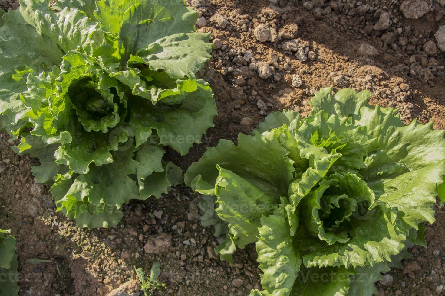 two lettuce in field photo