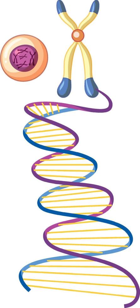 símbolo de hélice de adn aislado sobre fondo blanco vector