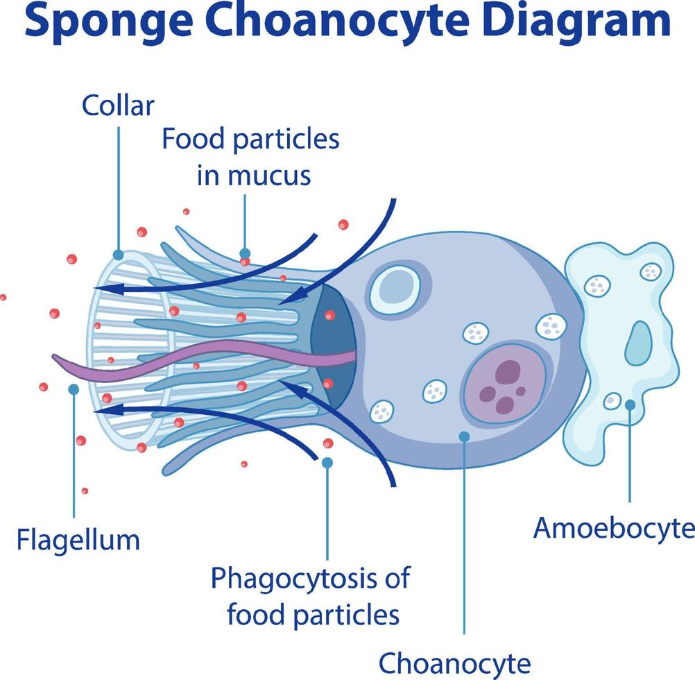 Diagram showing digestion in sponges vector