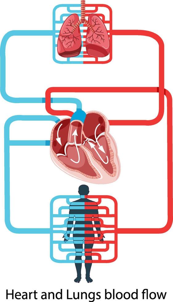 Diagram showing blood flow of the human heart vector