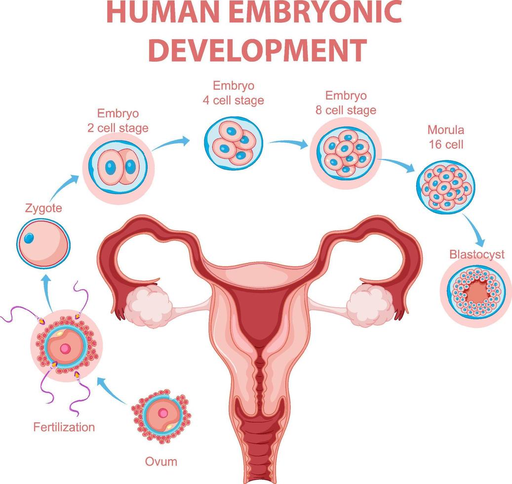 desarrollo embrionario humano en infografía humana vector