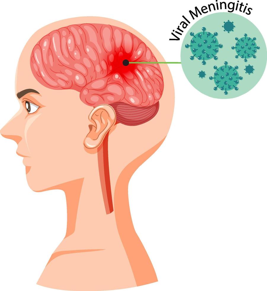 Human head section with brain vector