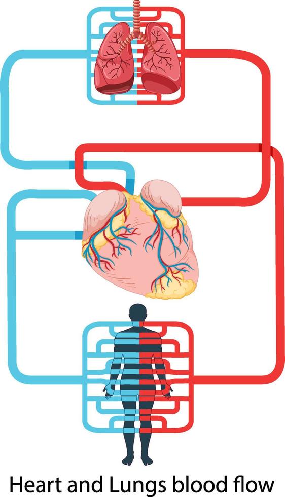 Diagram showing blood flow of the human heart vector