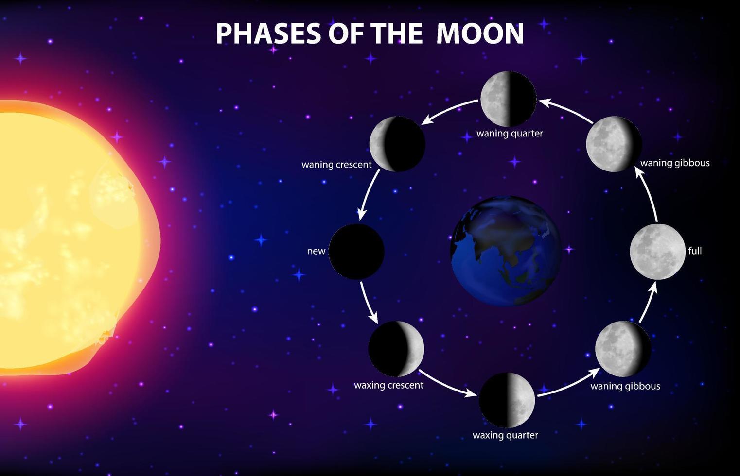 Phases of the moon for science education vector