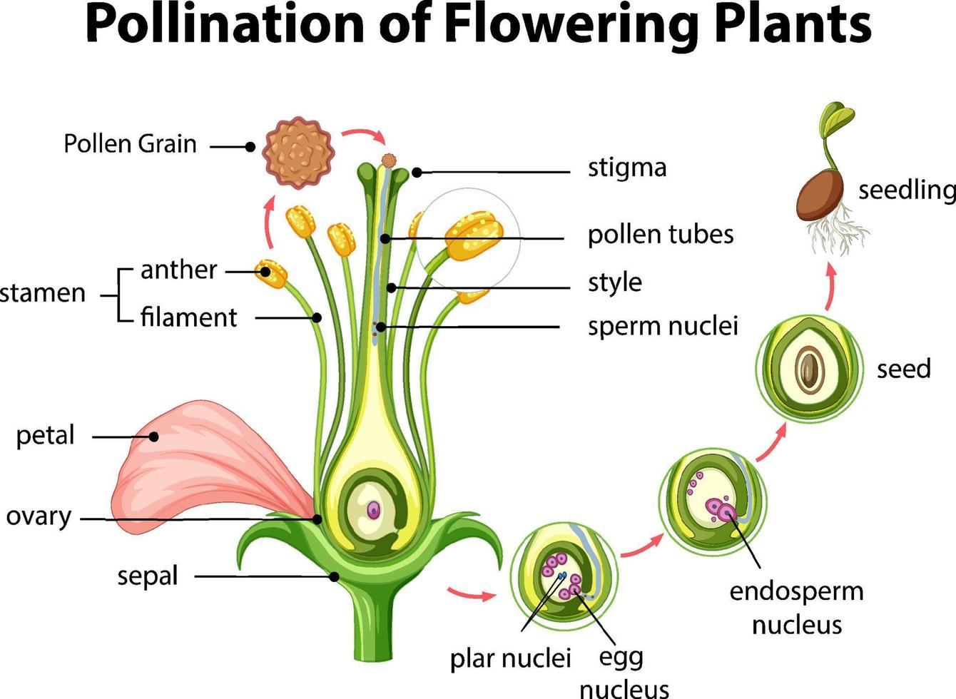 diagrama de polinización de plantas con flores vector