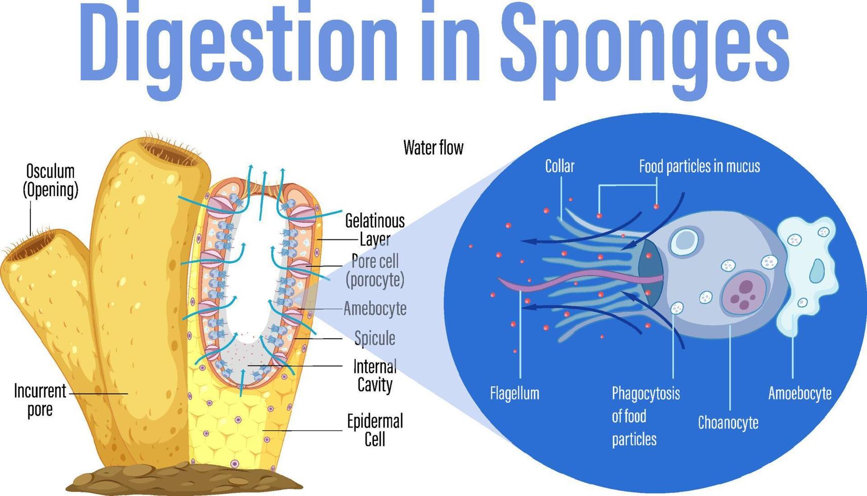 Diagram showing digestion in sponges vector