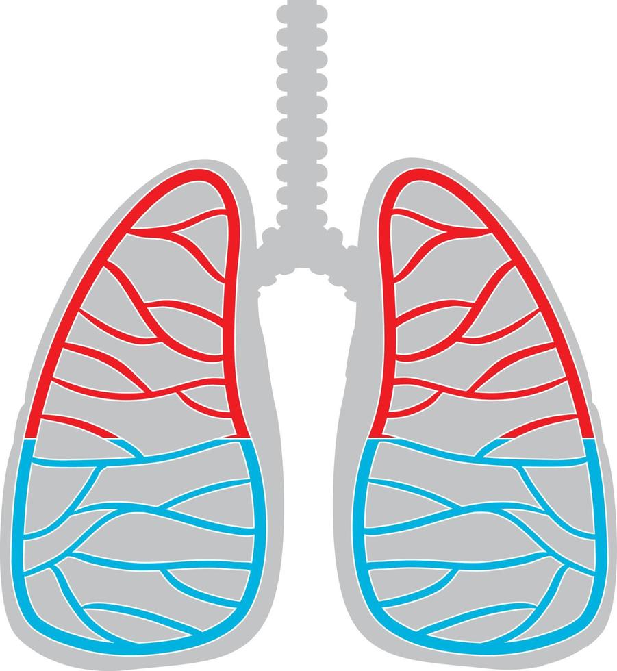 icono de pulmones humanos sobre fondo blanco vector