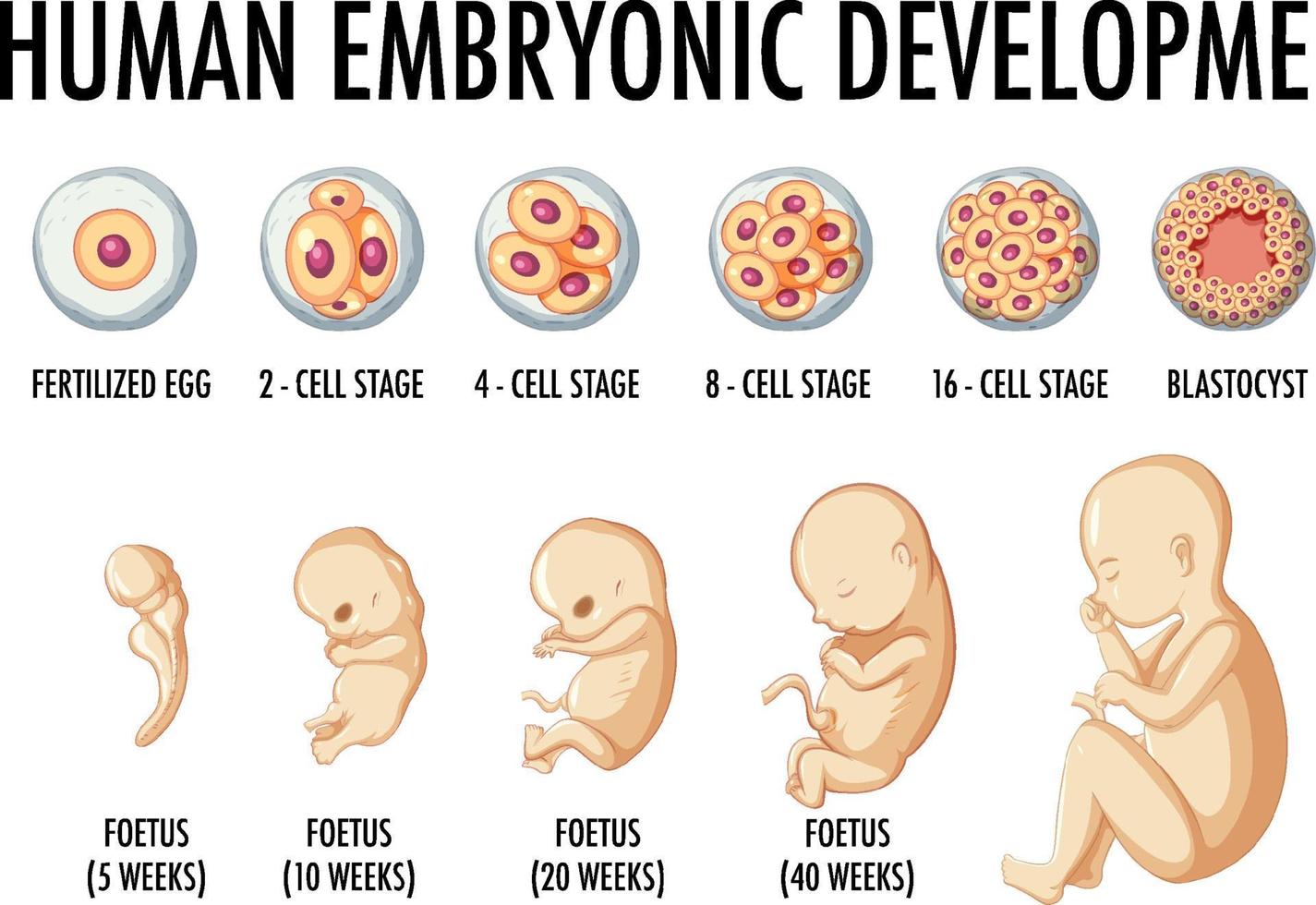 Human embryonic development in human infographic vector