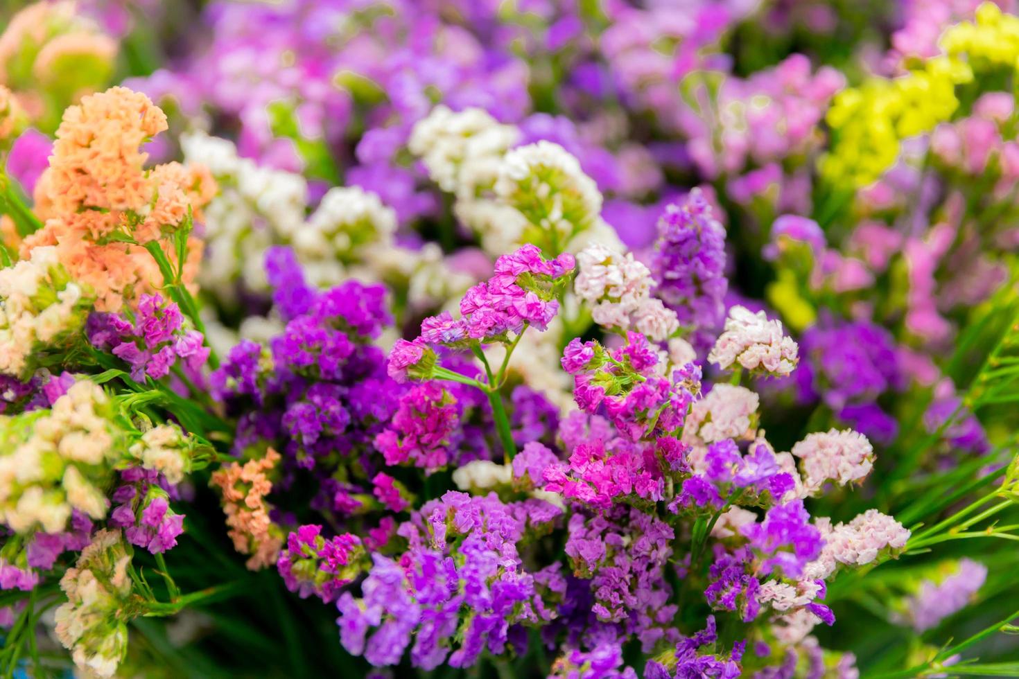 Colorful flowers blooming in winter beautifully. photo