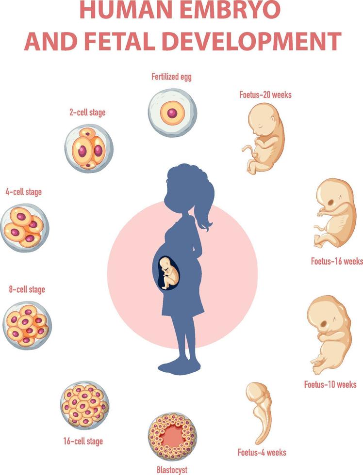 Human embryonic development in human infographic vector
