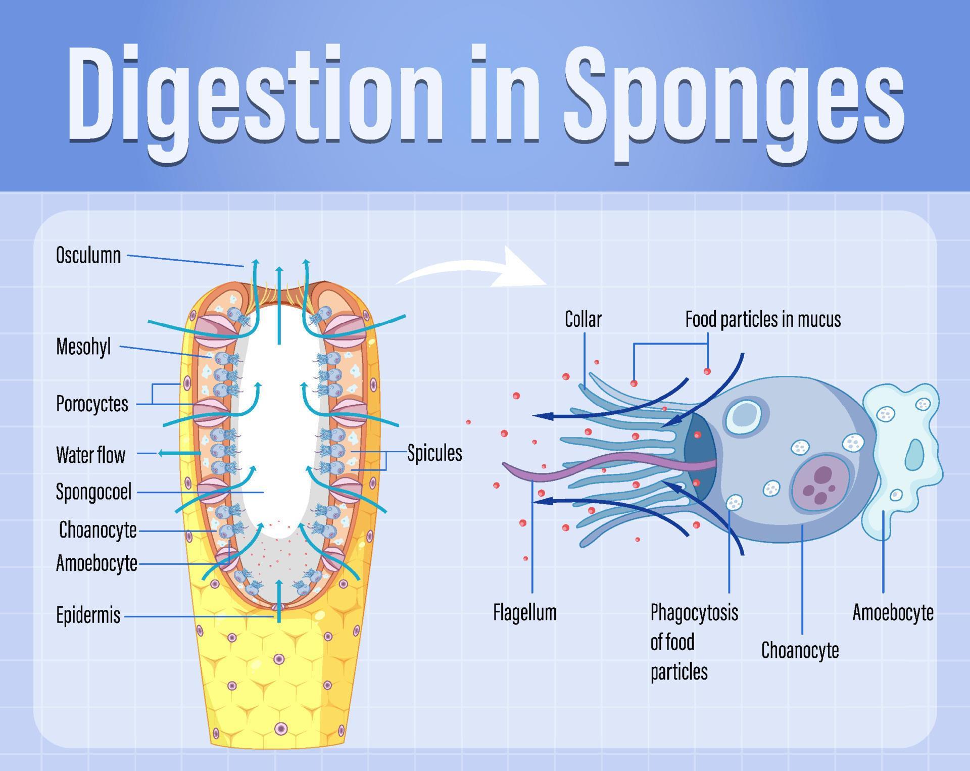 Diagram showing digestion in sponges 6159147 Vector Art at Vecteezy