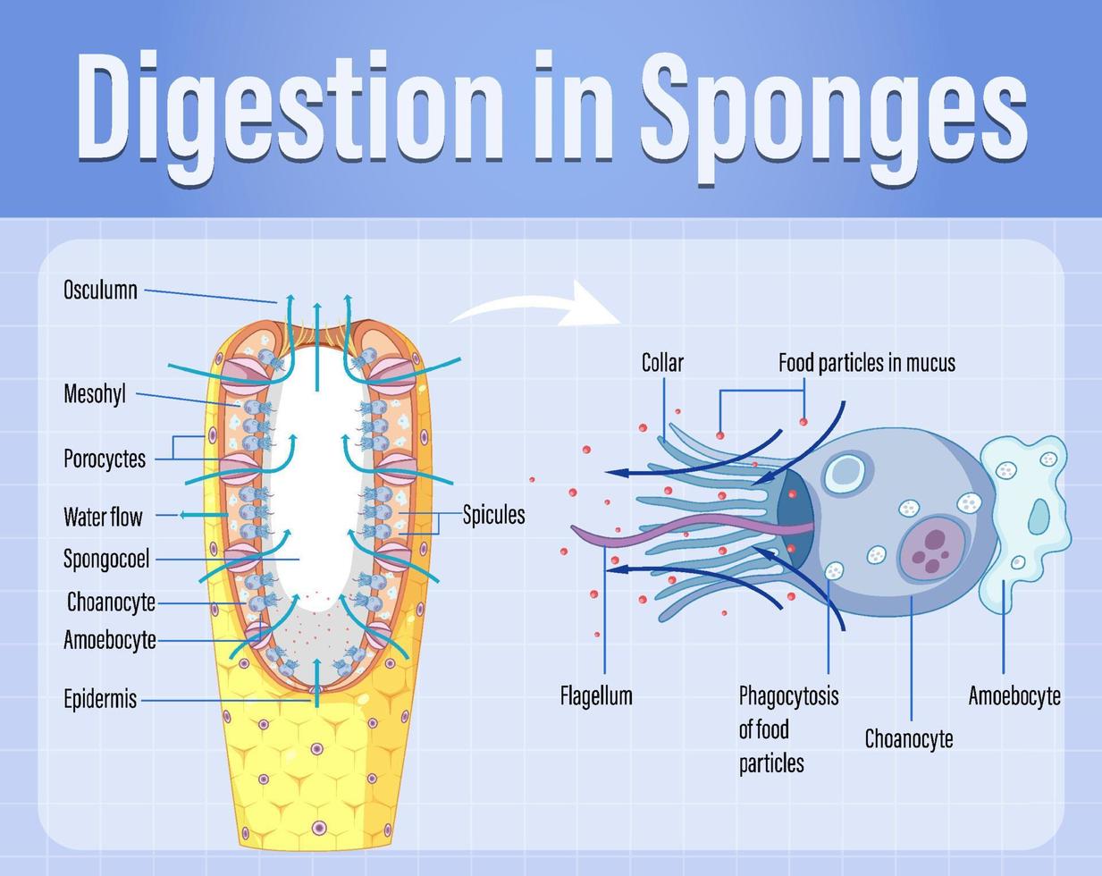 Diagram showing digestion in sponges vector