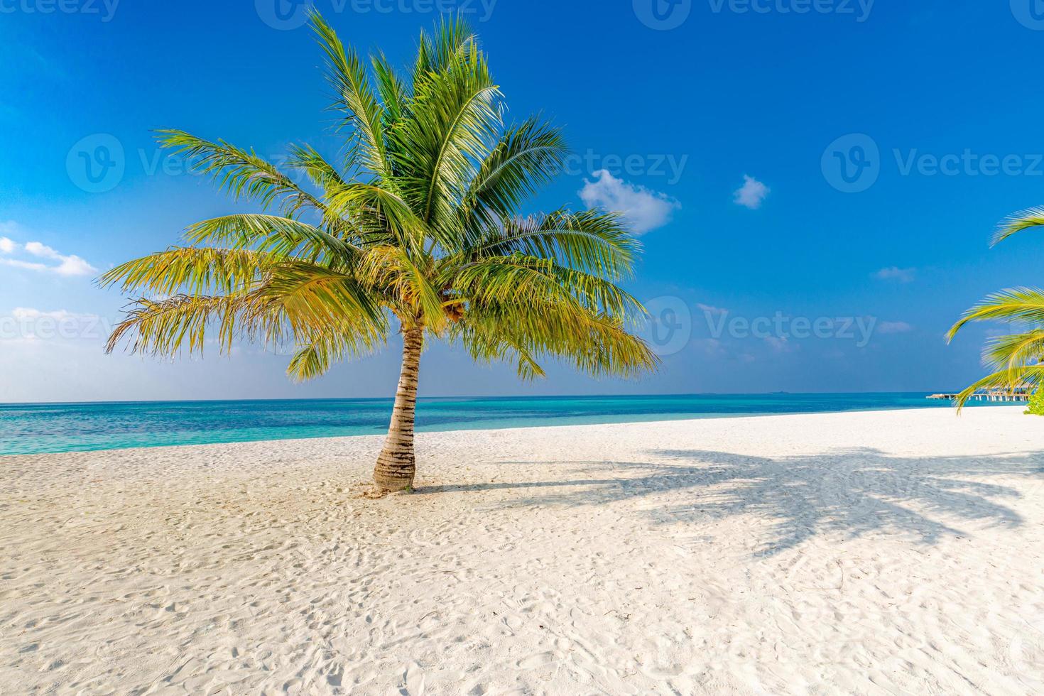 palmera perfecta en playa tropical, arena suave y horizonte marino tranquilo. diseño de fondo de viajes de verano, vacaciones, banner de vacaciones, espacio de copia foto