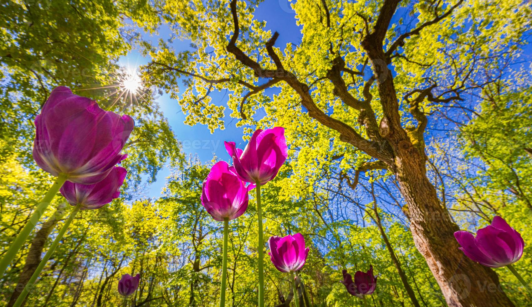 naturaleza de flor de primavera. parque paisaje de flores y tulipanes. hermoso paisaje al aire libre, encantador fondo floral colorido de la naturaleza, día soleado. tulipanes de primer plano con árboles foto