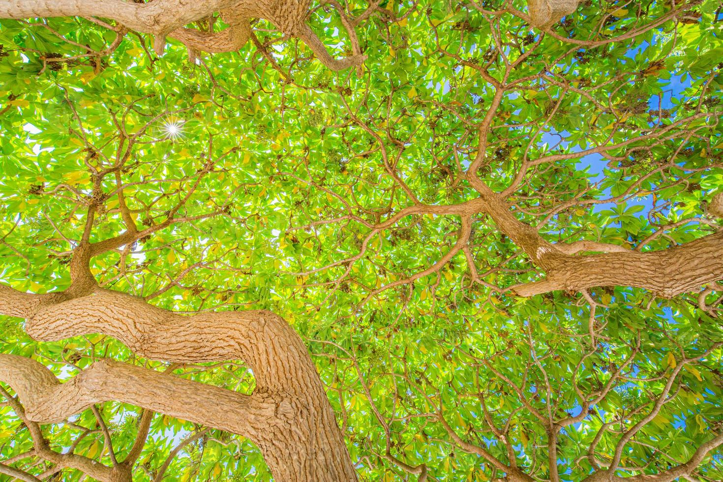 Looking up at the green tops of trees. Boost color process, fresh spring summer nature closeup view. Green leaves on branches and sun rays photo