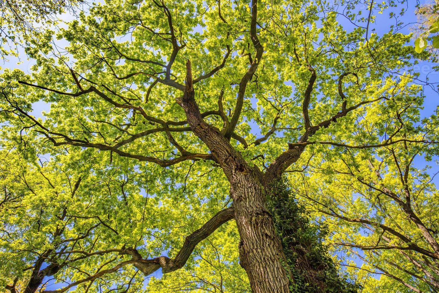 majestuosa vista del tronco del árbol a las hojas verdes de un gran árbol en el bosque de primavera verano con luz solar. ambiente fresco en parque o jardín de verano. árbol forestal con hojas de color verde brillante en un día soleado. foto