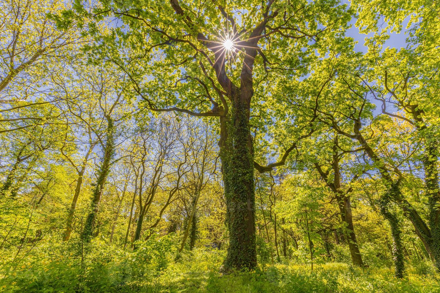 árboles del bosque de primavera verano. fondos de la luz del sol de la madera verde de la naturaleza. idílico paisaje natural tranquilo, caminata pacífica o diseño de fondo de bosque de caminata foto