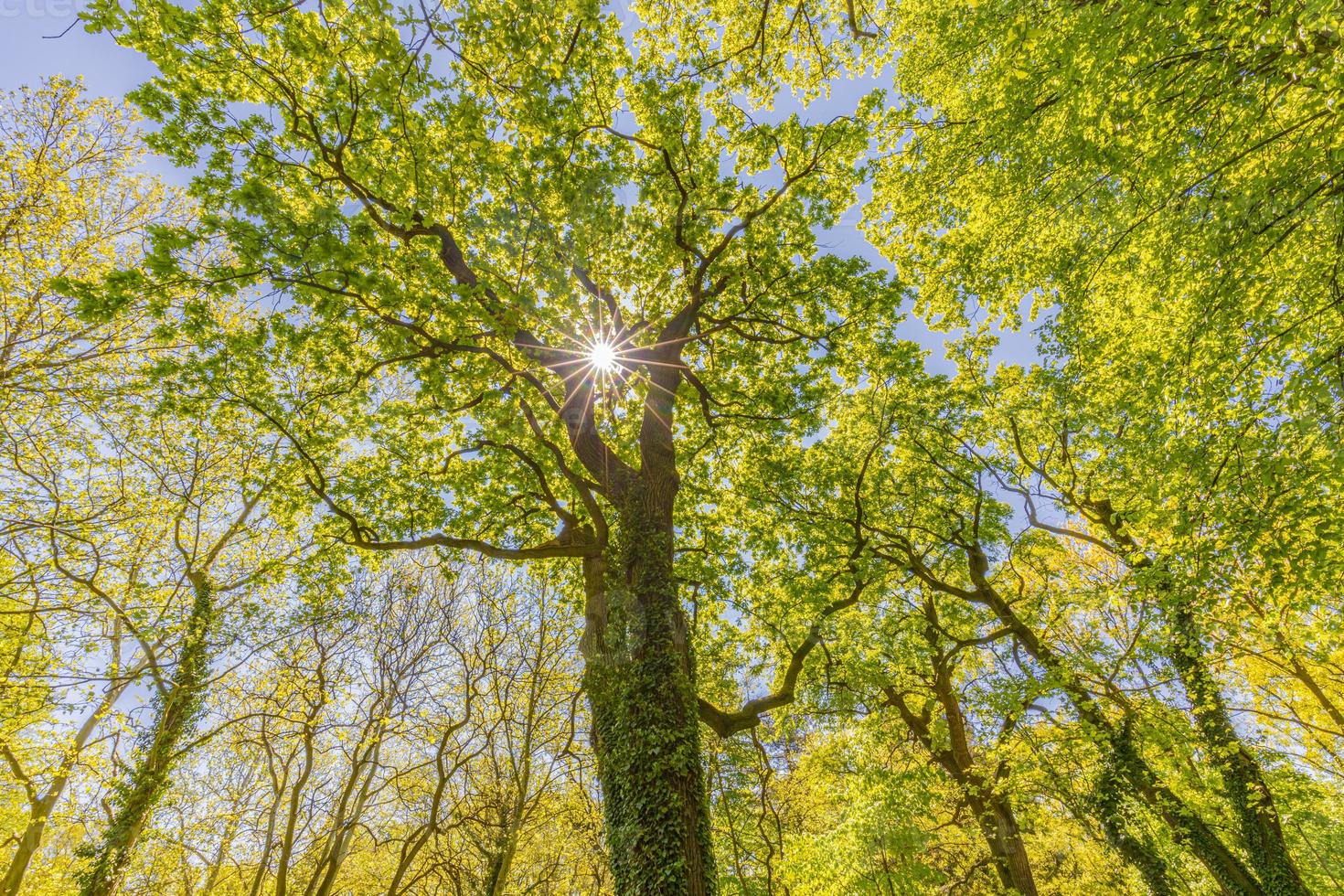 árboles del bosque de primavera verano. fondos de la luz del sol de la madera verde de la naturaleza. idílico paisaje natural tranquilo, caminata pacífica o diseño de fondo de bosque de caminata foto
