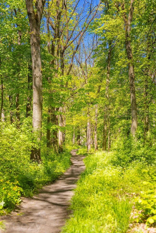 hermoso sendero forestal, verde fresco primavera verano foto
