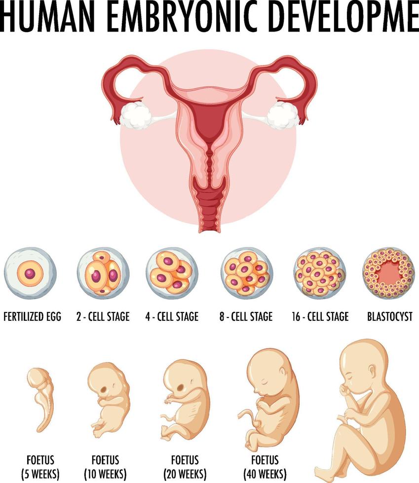 desarrollo embrionario humano en infografía humana vector