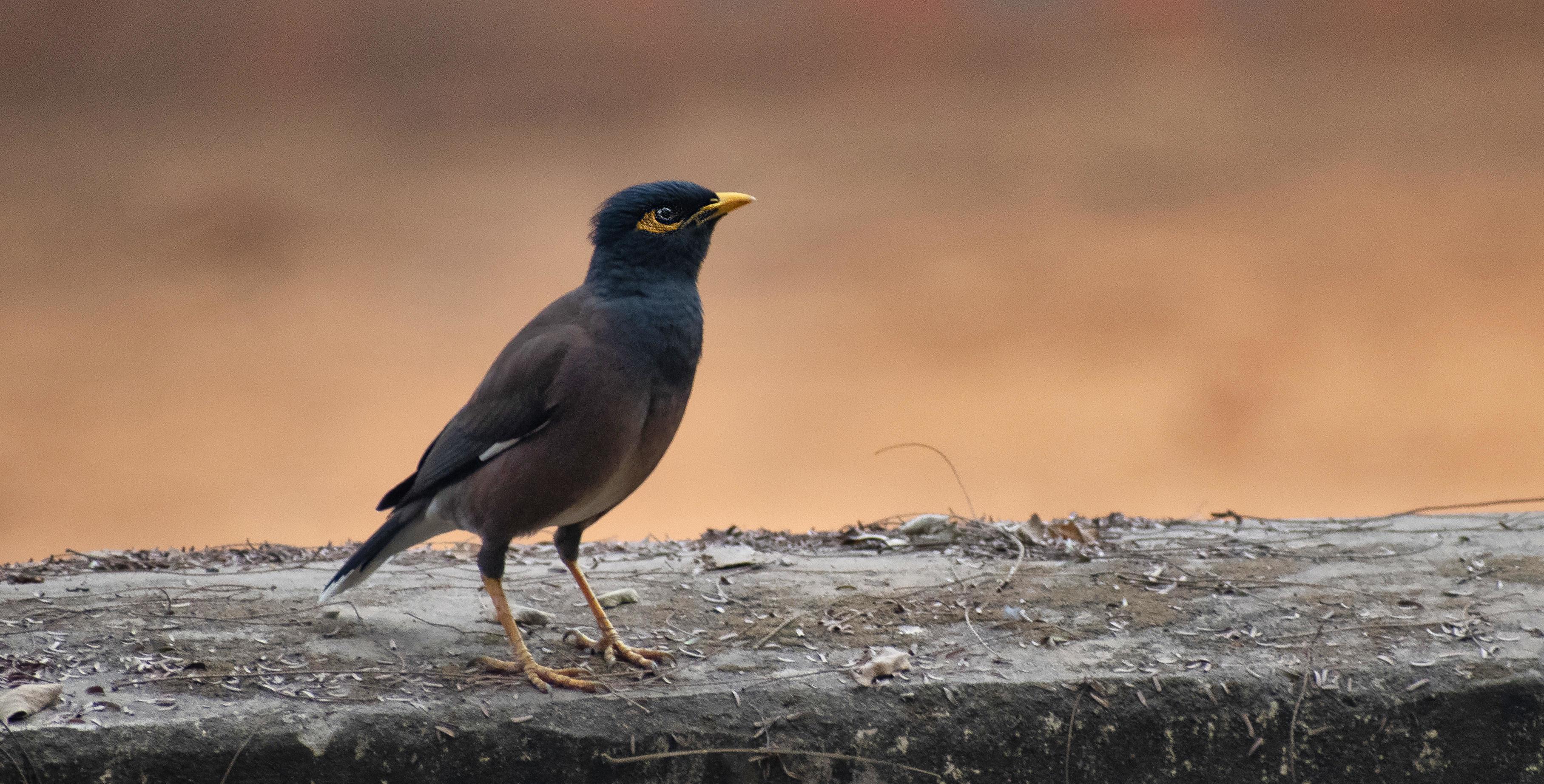 The common myna or Indian myna. 6159327 Stock Photo at Vecteezy