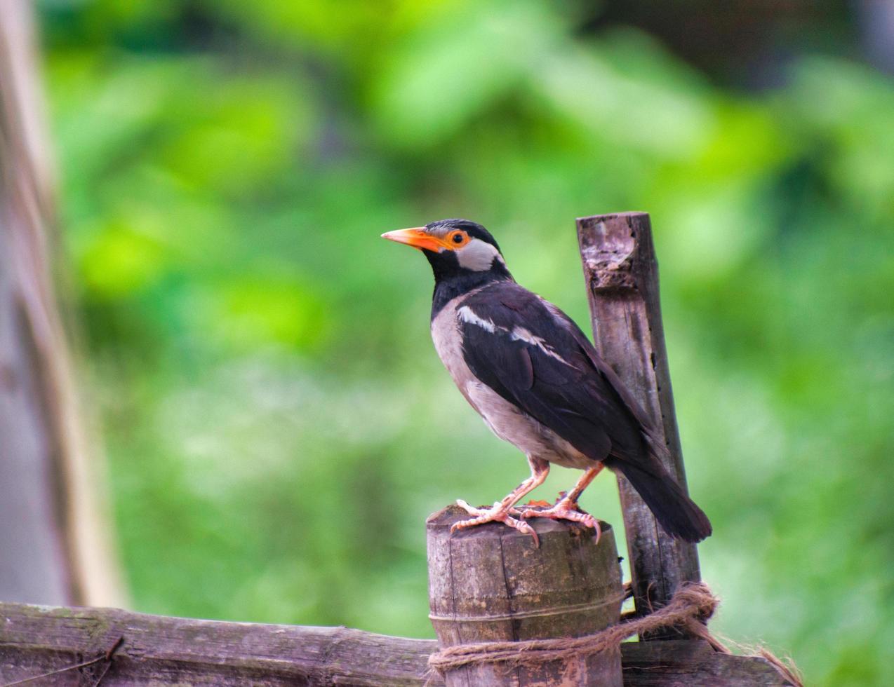 The pied myna or Asian pied starling is a species of starling found in the Indian subcontinent and Southeast Asia. photo