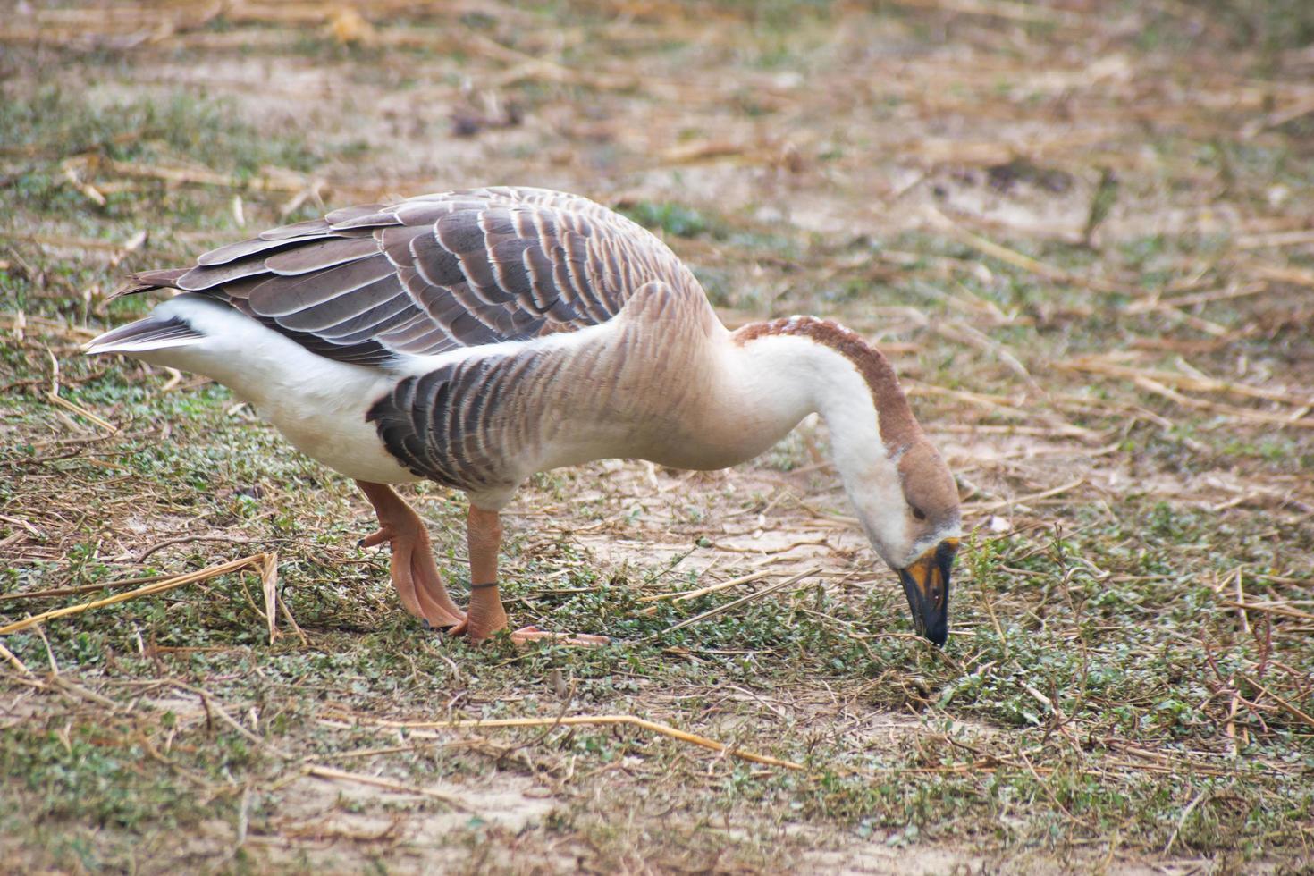 Anser Bird. The waterfowl genus Anser includes the grey geese and the white geese. It belongs to the true geese and swan subfamily photo
