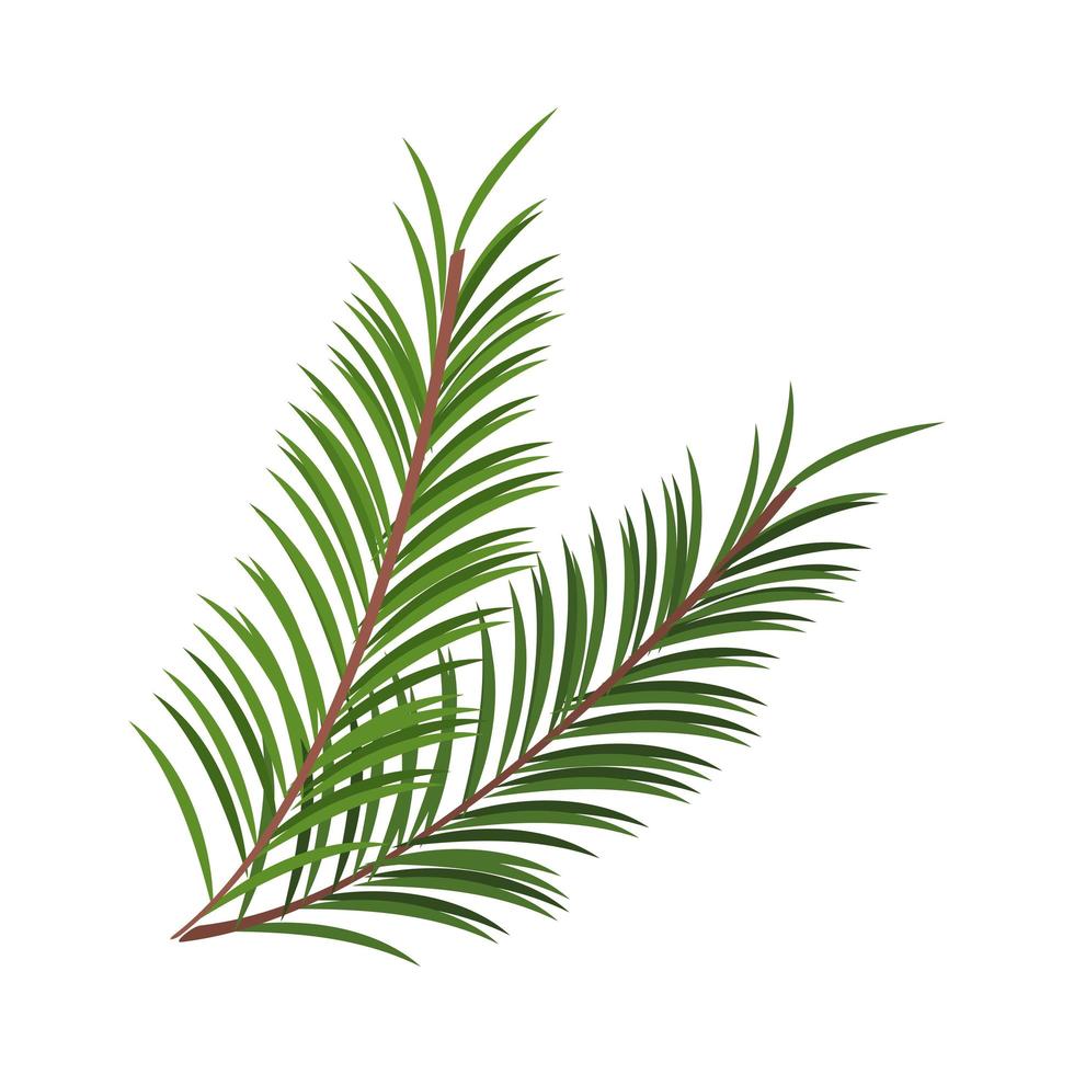 pine branch nature vector