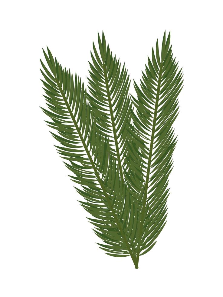 branch pine tree vector