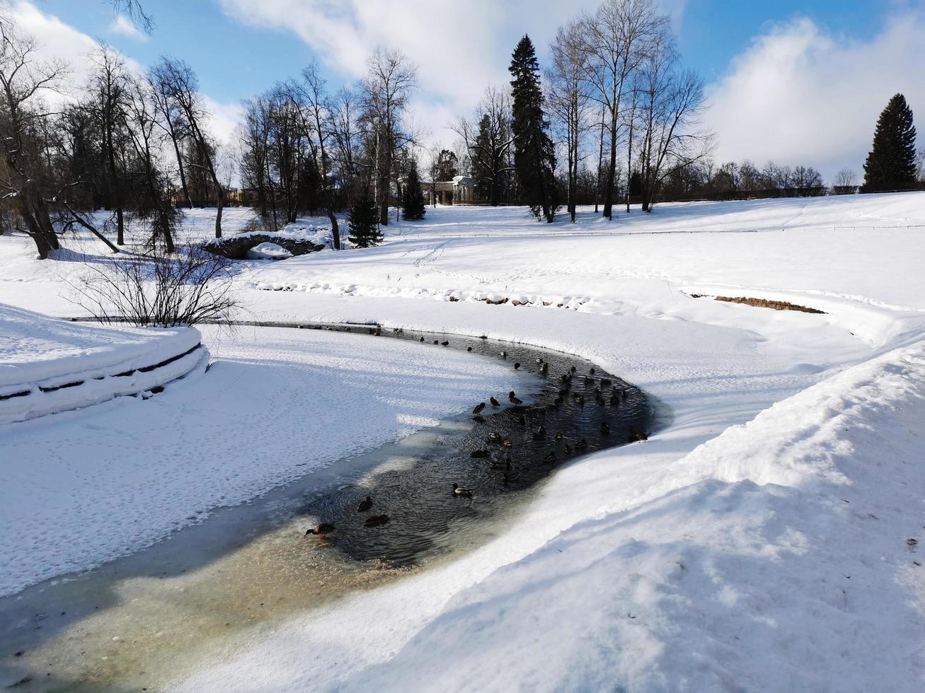 Winter in Pavlovsky Park white snow and cold trees photo