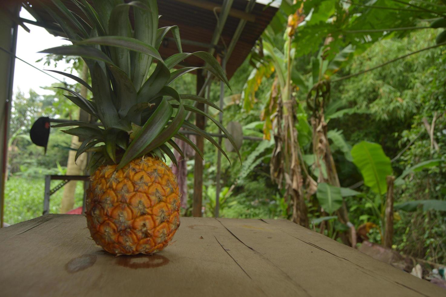 Photo of fresh pineapple with leaves still attached.  using a wooden background in an outdoor garden.