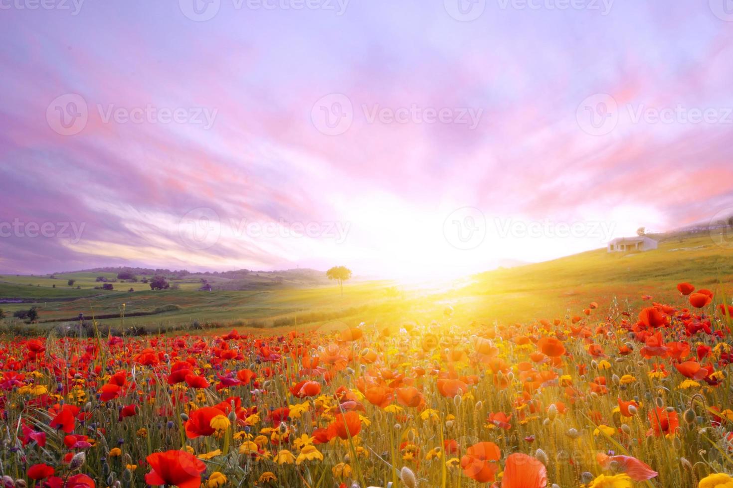 Bright sunrise in the poppy field. Red poppies in the light of the setting sun.Rays of setting sun on a poppy field in summer.Rising sun over the red poppy field in summer.Breathtaking landscape photo